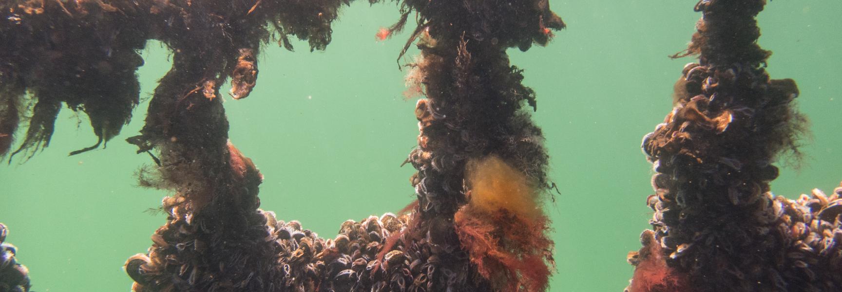 Kweek van mosselen op zee