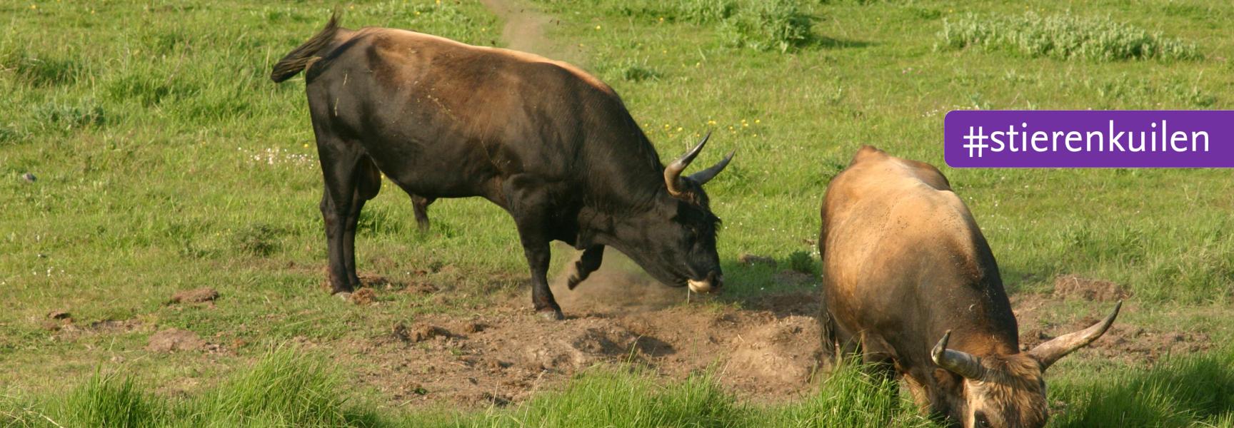 Stieren op de Hellegatsplaten