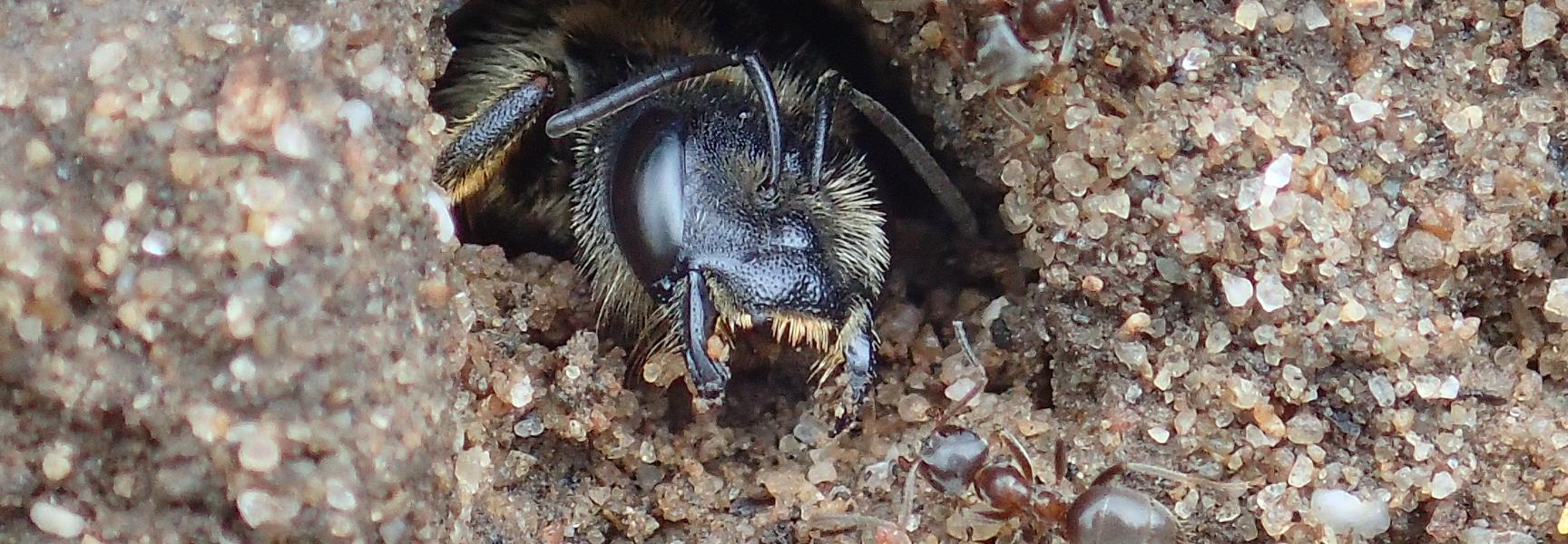 Vierbandgroefbij in nest in stierenkuil