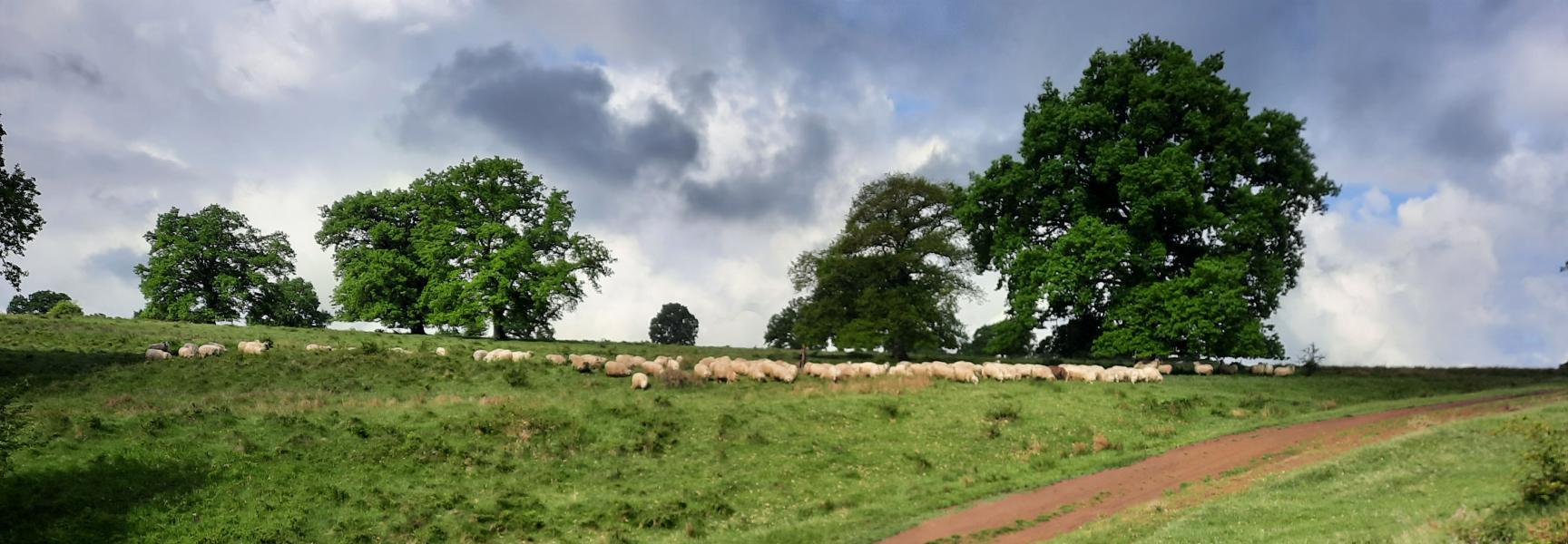 Schaapskudde in Roemenië