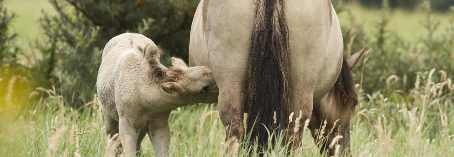 Konikveulen drinkt. Foto: Roeselien Raimond, Nature in Stock