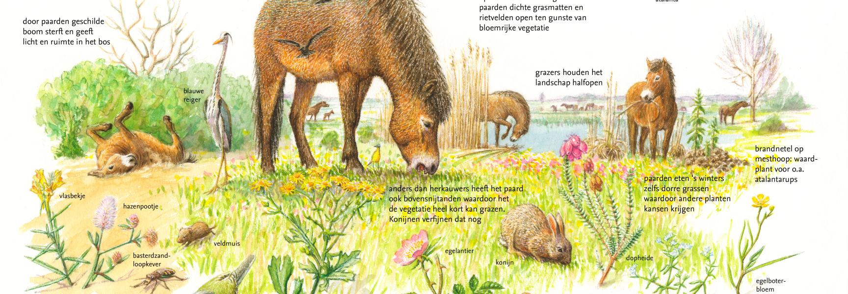 Wilde paard en zijn sleutelrol in de natuur