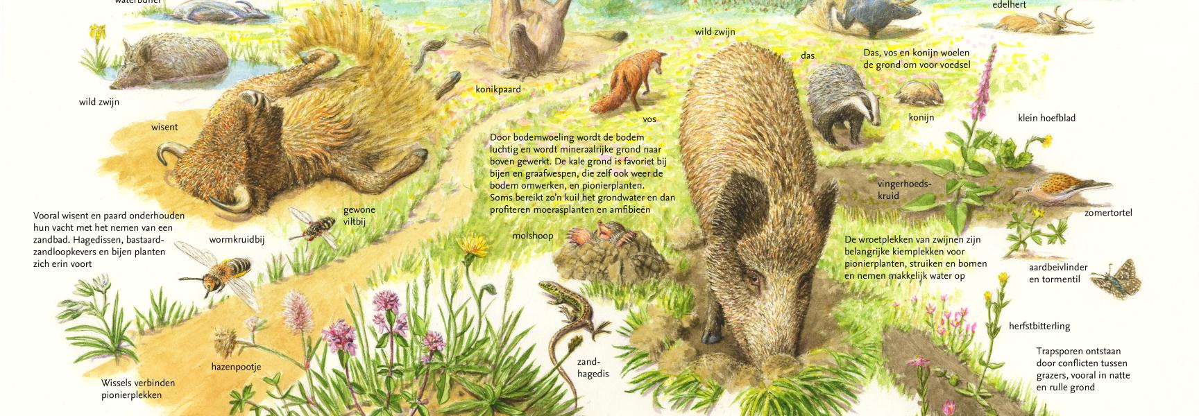 Bodemwoeling en haar sleutelrol in de natuur
