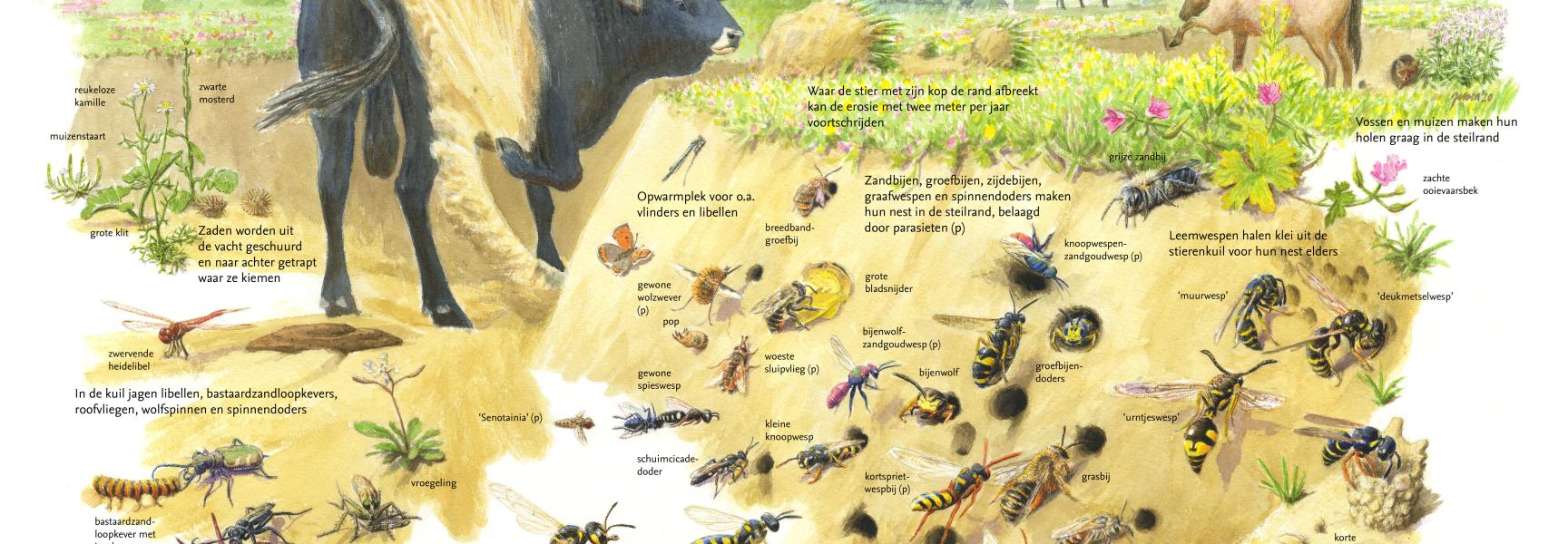 De stierenkuil en zijn sleutelrol in de natuur