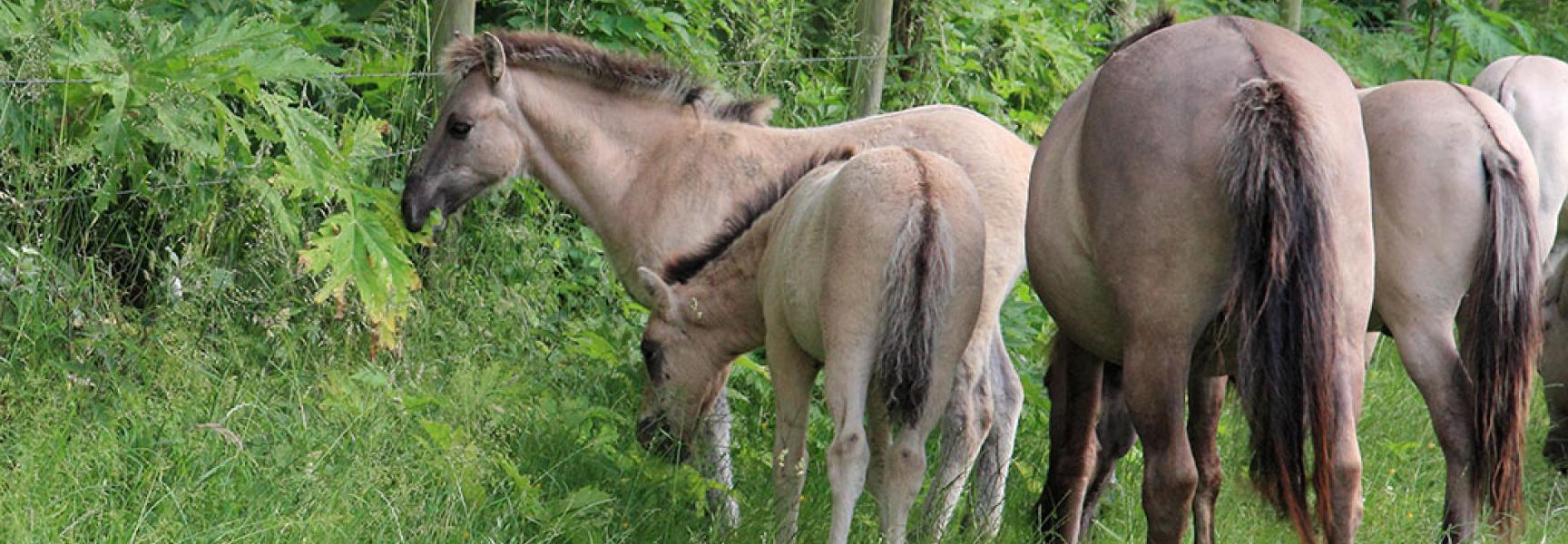 Konikpaarden eten reuzenberenklauw op de Slikken van Heen