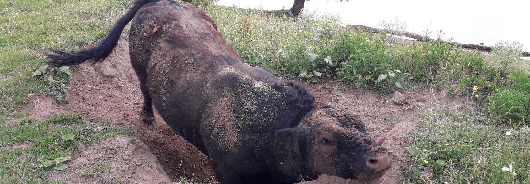 Fanatieke stier in zijn kuil