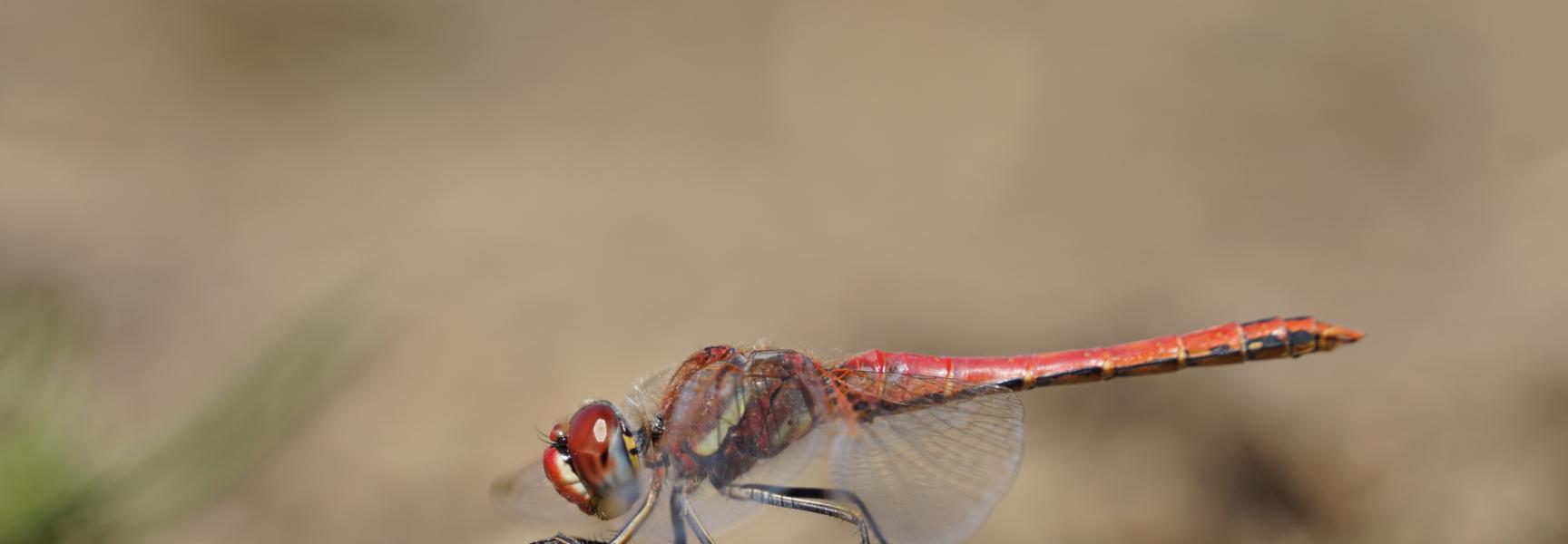 Zwervende heidelibel