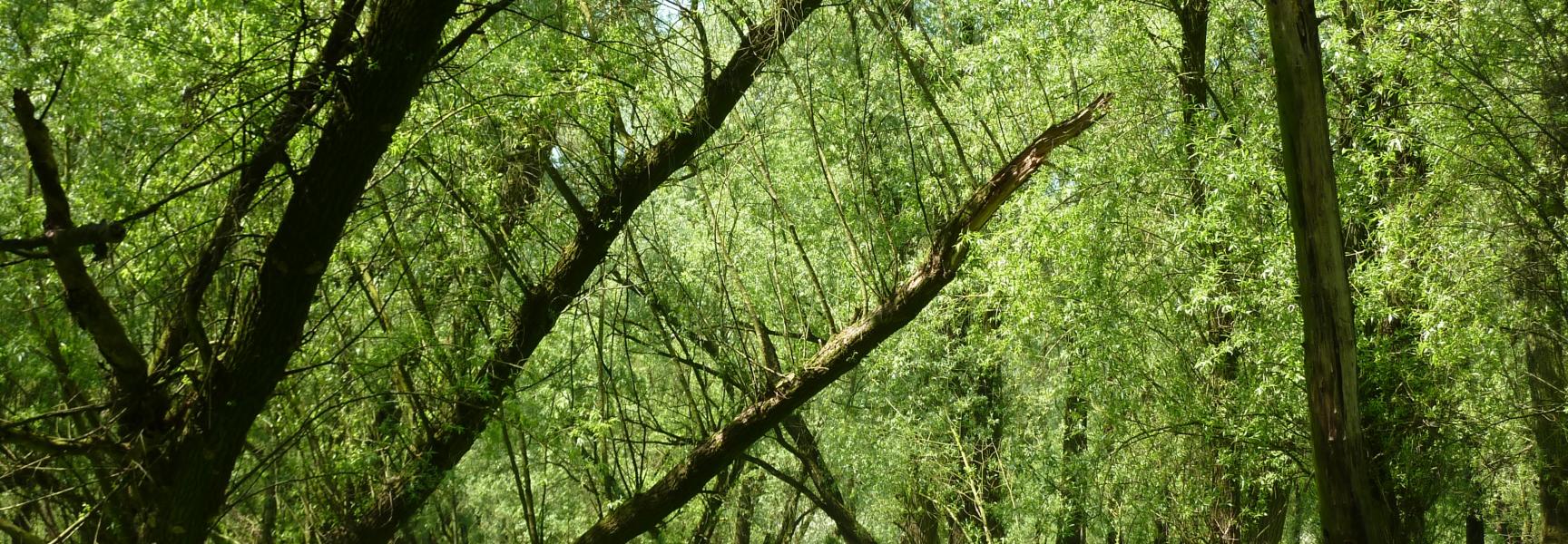 Ooibos bij Beuningen