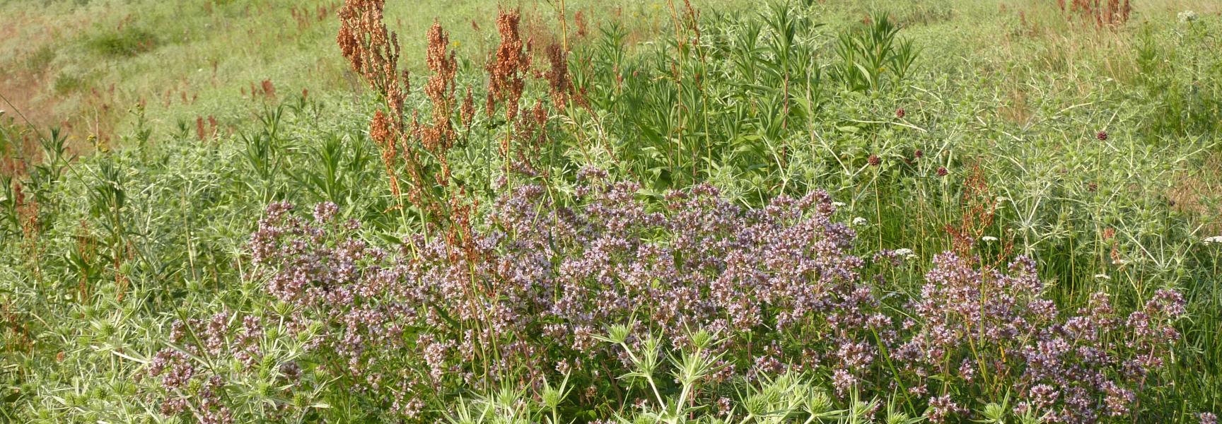 Wilde marjolein Beuningen