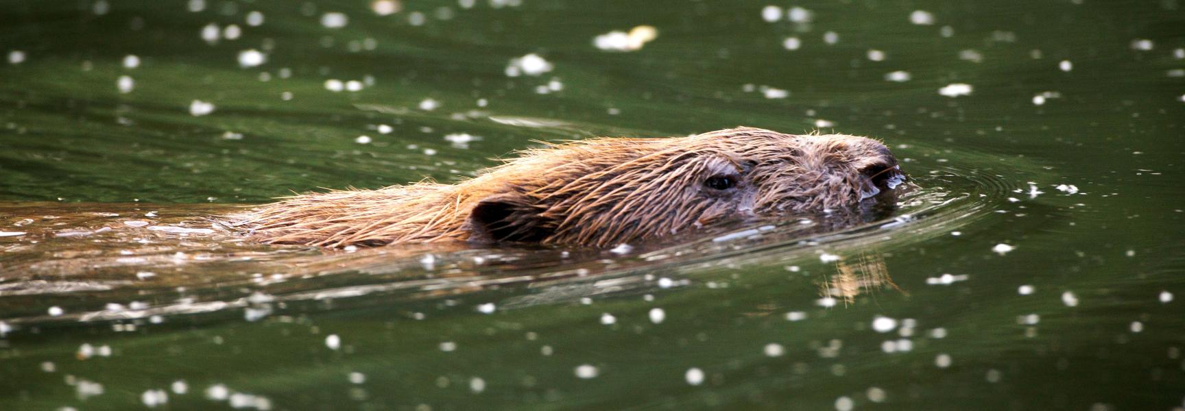 Bever
