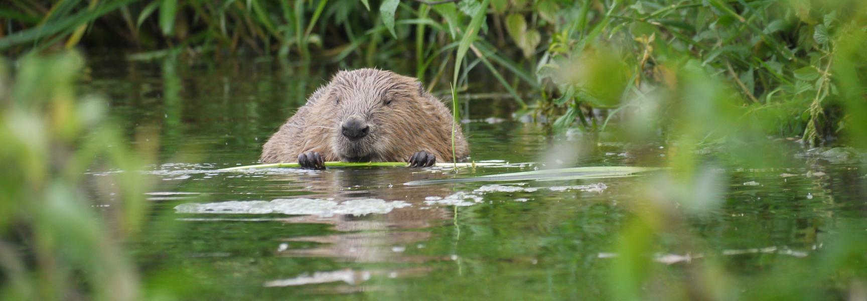 Bever, foto Willy de Koning