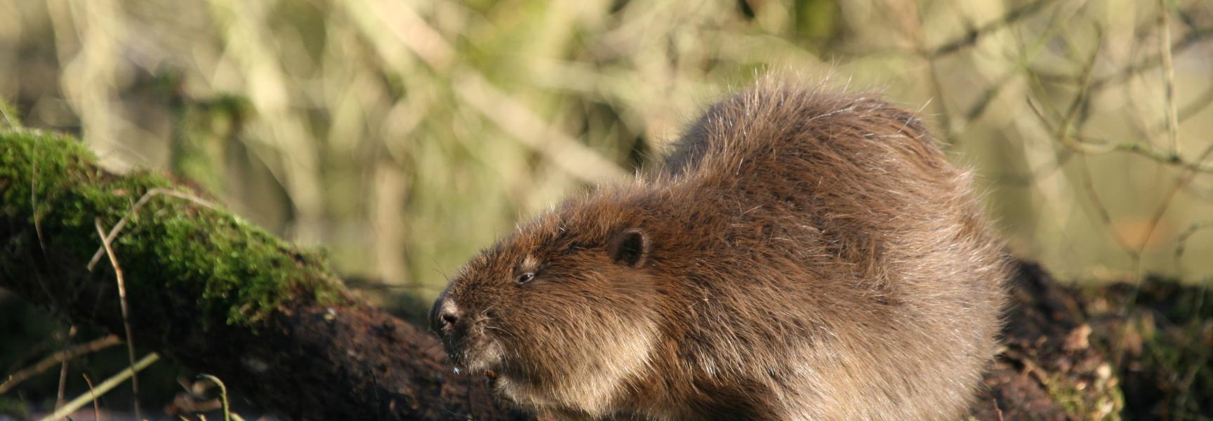 Bever op boomstam