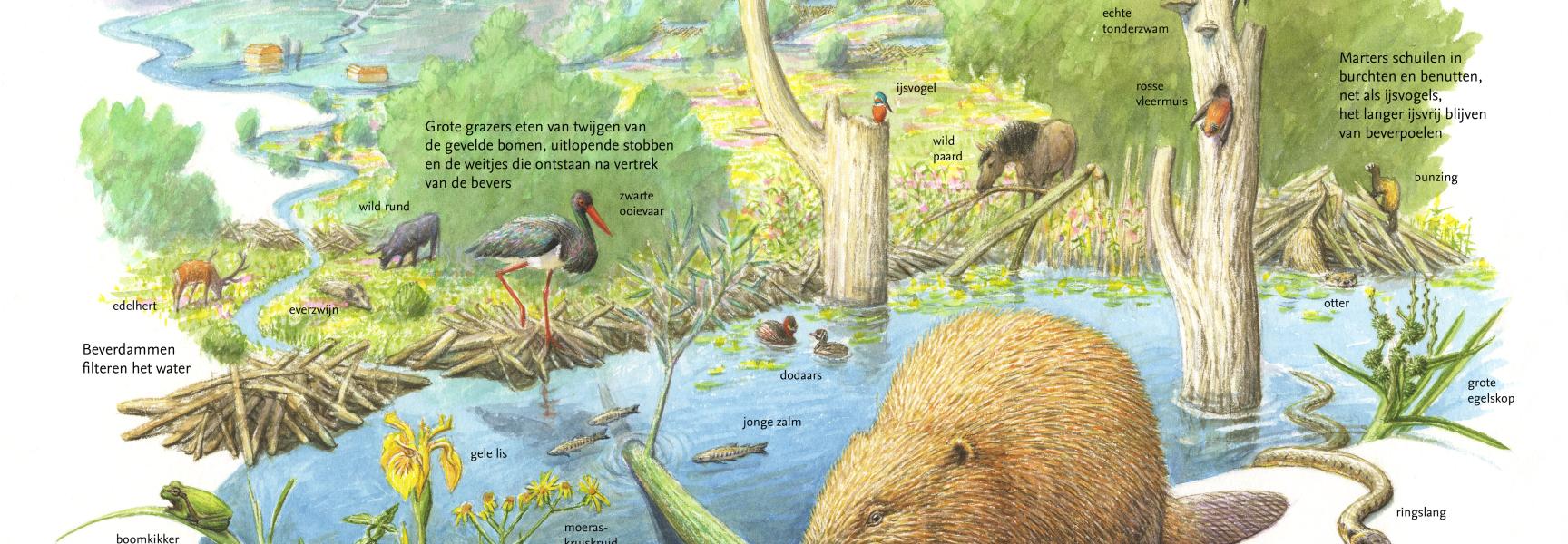 De bever en zijn sleutelrol in de natuur