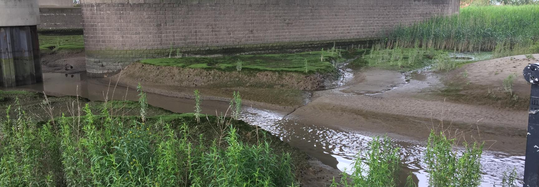 Zoete slikken onder de Brienenoordbrug. Een voorbeeld van (zoetwater-)getijdennatuur in hartje Rotterdam.
