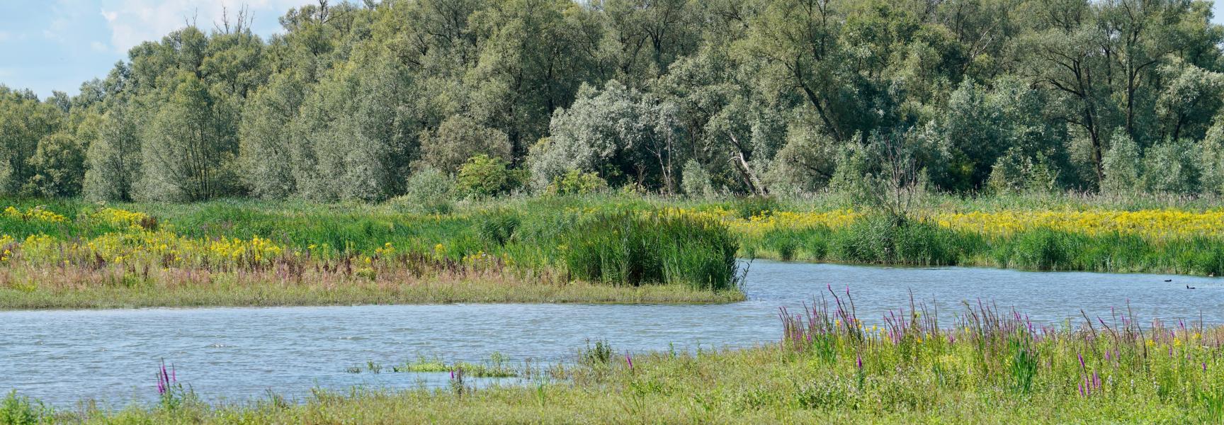 Biesbosch. Foto: Twan Teunissen