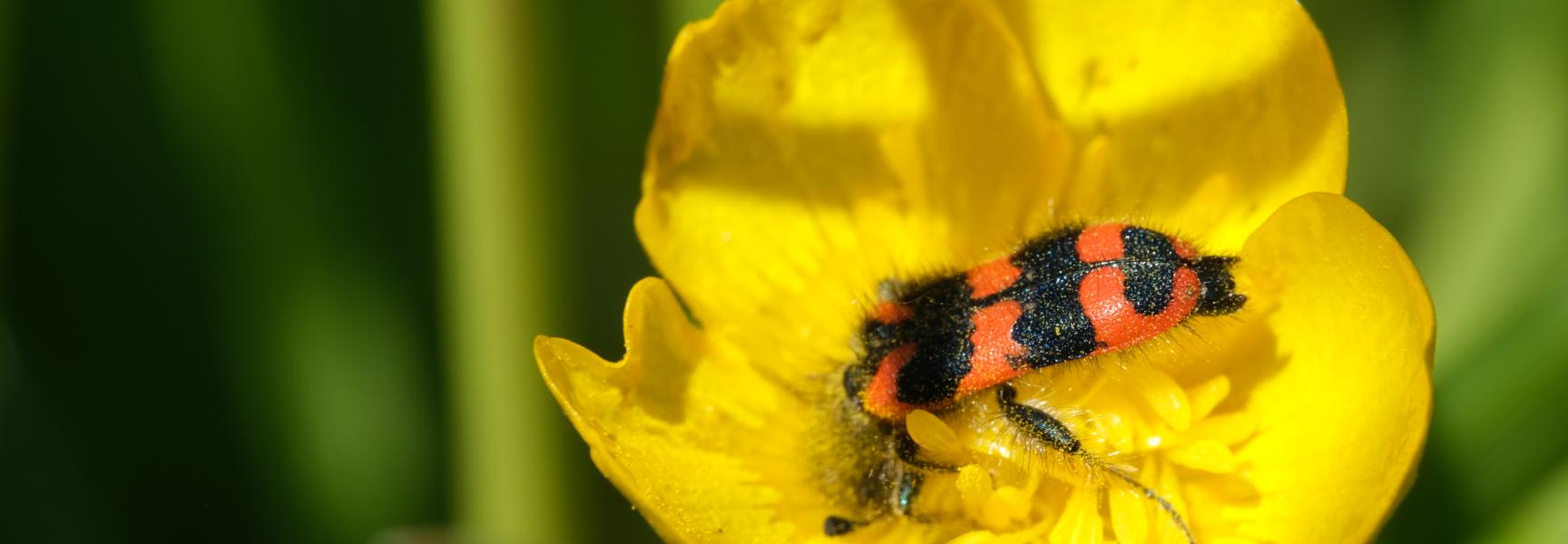 Behaarde bijenwolf op bloem (Foto Esther Linnartz)