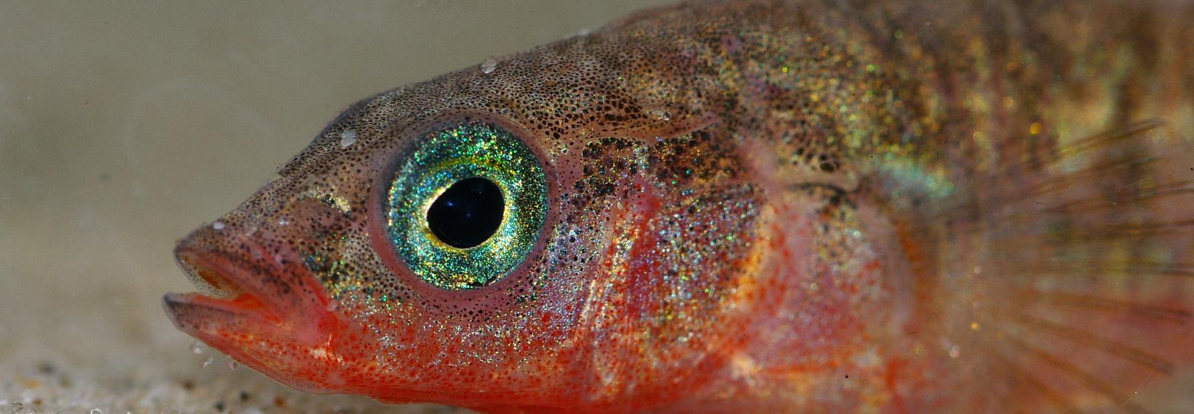 Driedoornige stekelbaars, foto: Natuurmonumenten