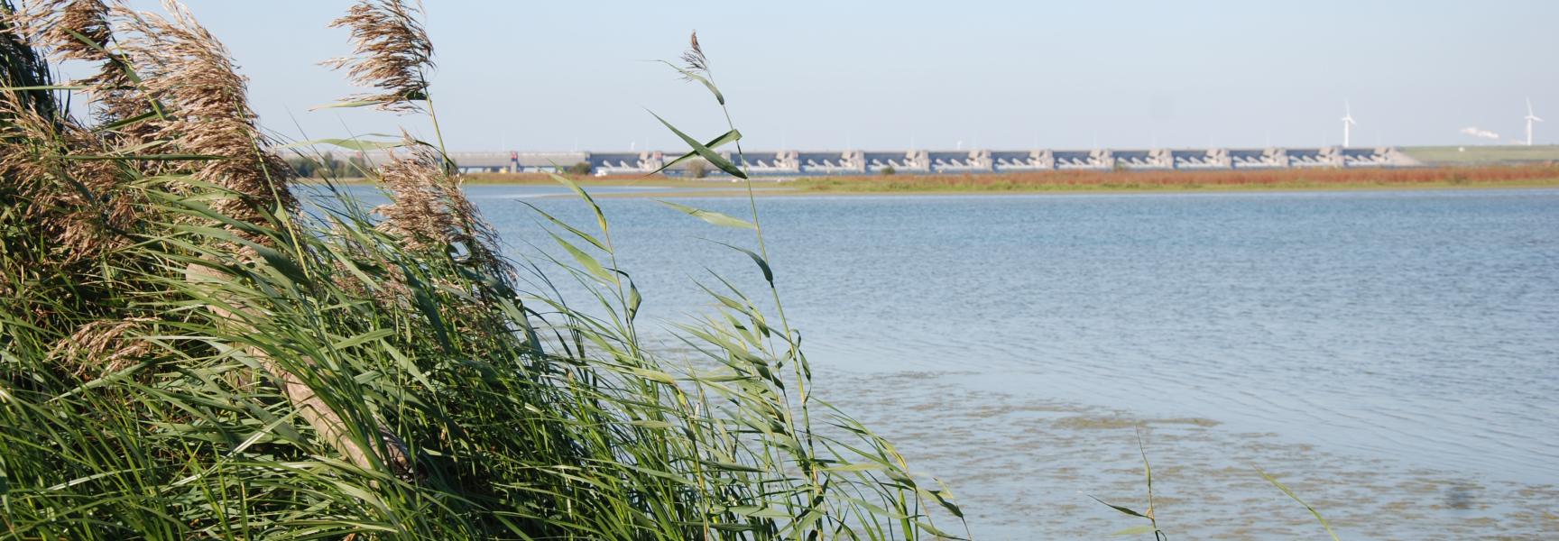 Haringvliet