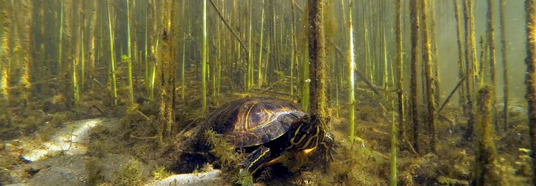 Wildernis onder Water