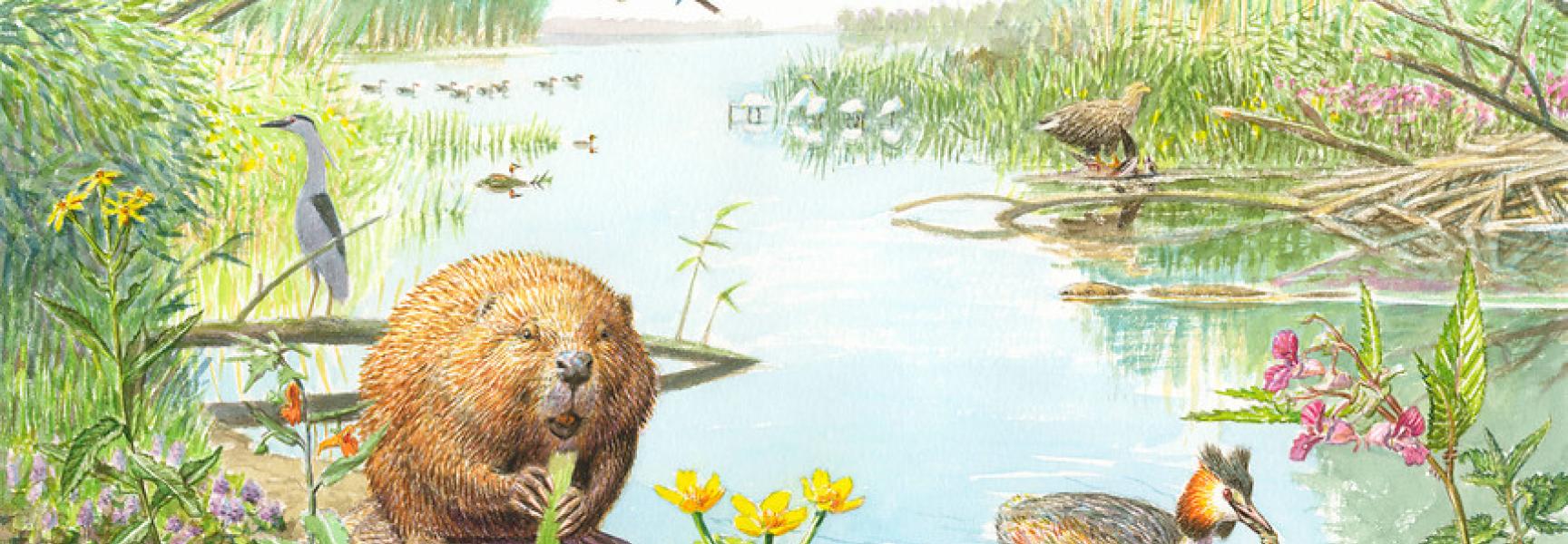 Biesbosch, tekening: Jeroen Helmer