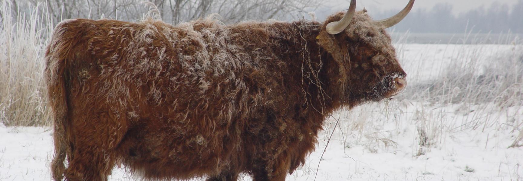 Schotse Hooglander in de sneeuw