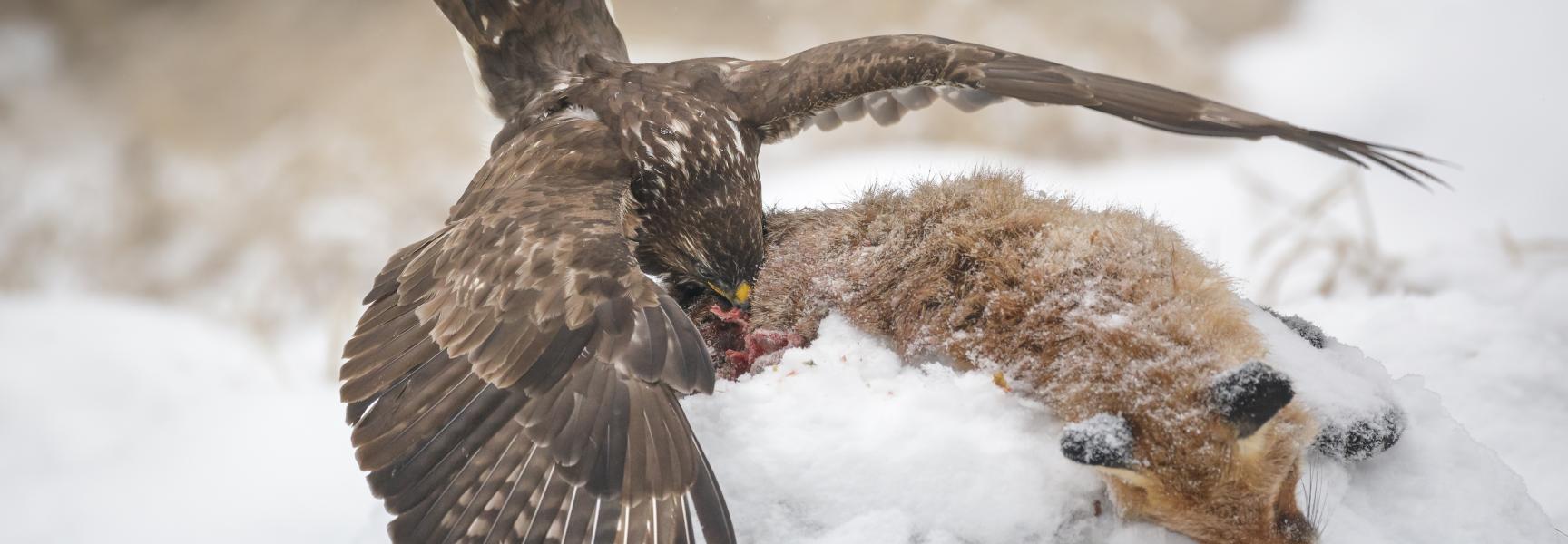 Buizerd op vossenkadaver. Foto: Neil Burton