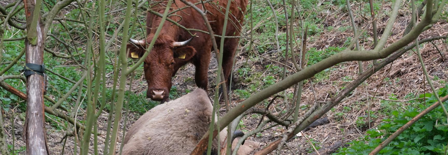 Rode geusrund bij een dode wisent. Foto: Esther Linnartz-Nieuwdorp, FREE Nature