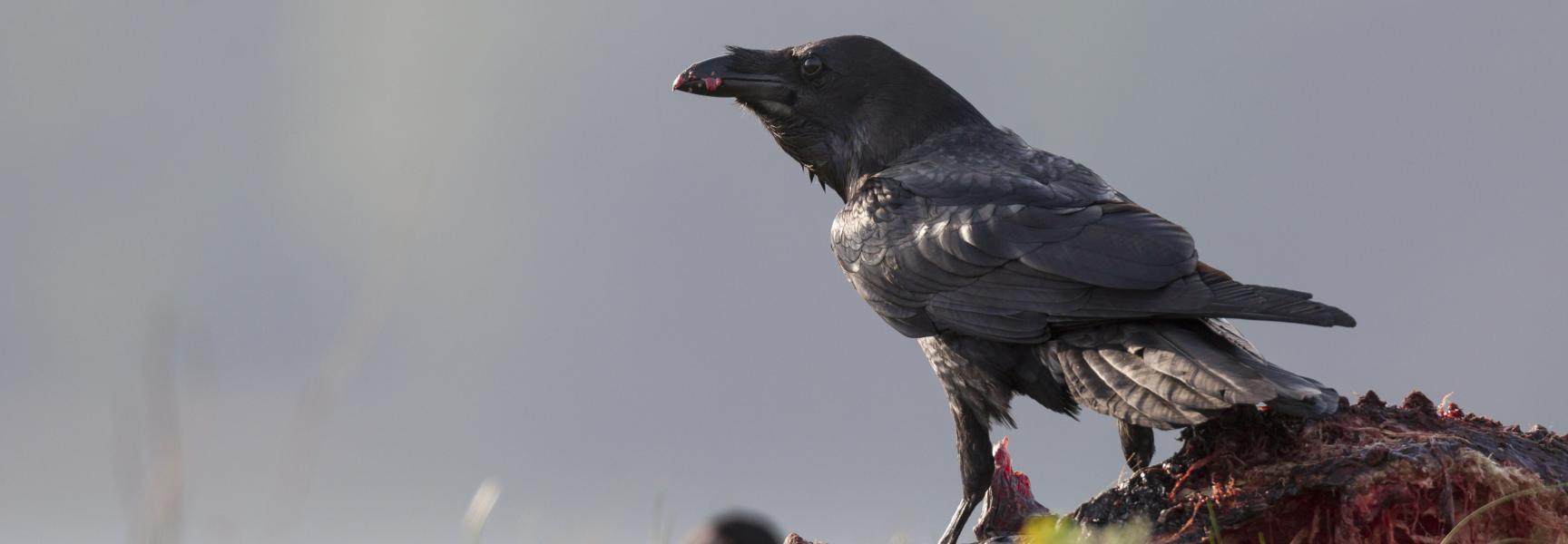 Dood doet Leven: Raaf op kadaver. Foto: Bildagentur Zoonar