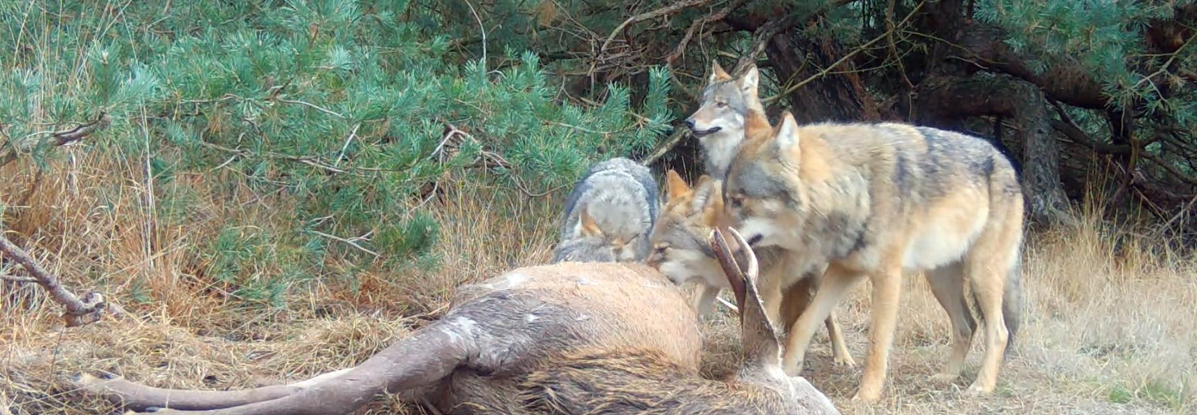 Een roedel wolven eet van een edelhert dat door een aanrijding overleden is. 