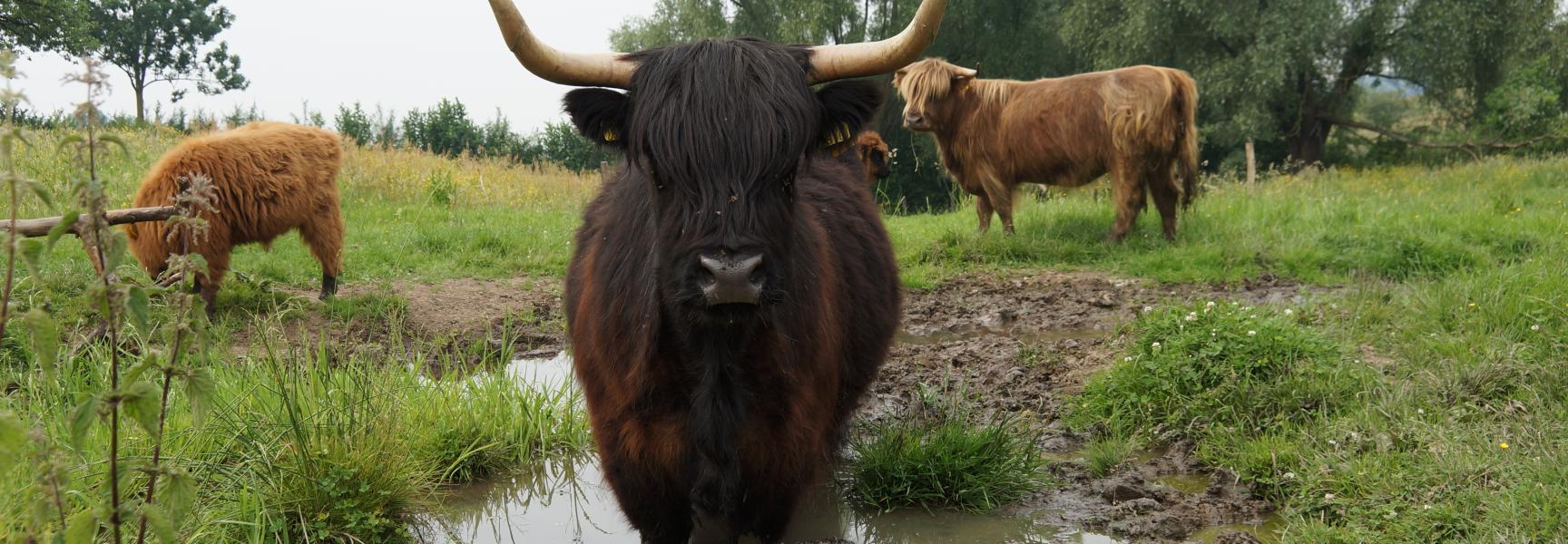 Schotse hooglander