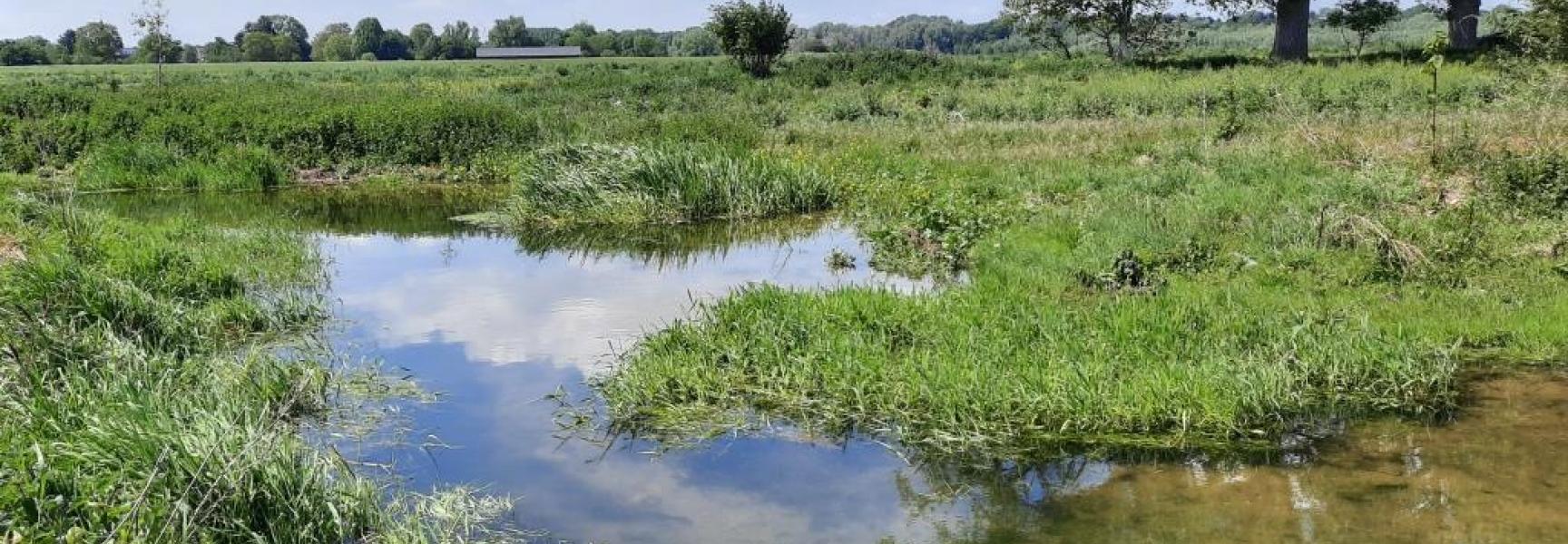 Natuurgebied bij Itteren met beverdam