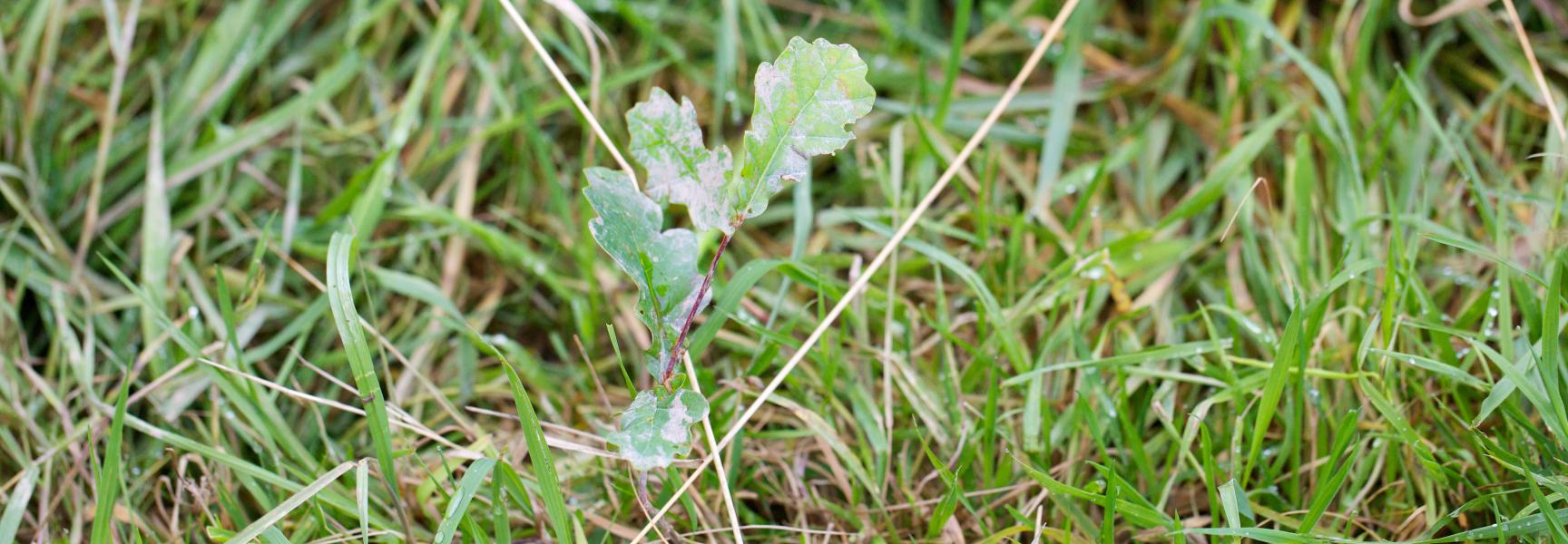 Jonge eik in begraasd terrein