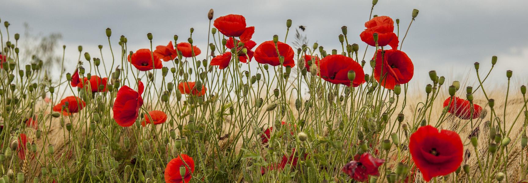 Klaprozen in Zuid-Limburg Foto John Kreukniet