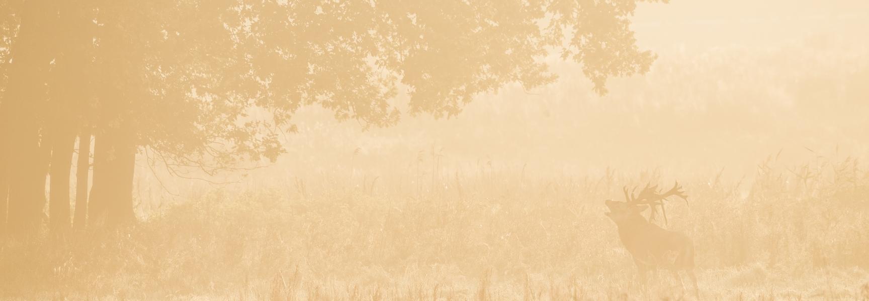 Burlend edelhert. Foto: Bob Luijks