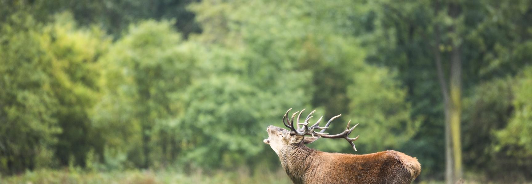 Burlend edelhert. Foto: Bob Luijks