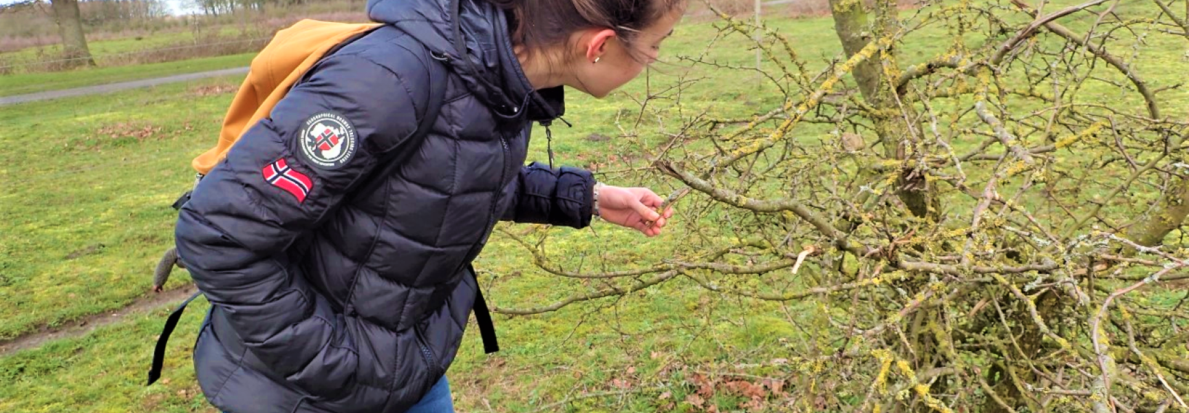 Jetske van den Berg bij een meidoorn met vraatschade op de Maashorst.