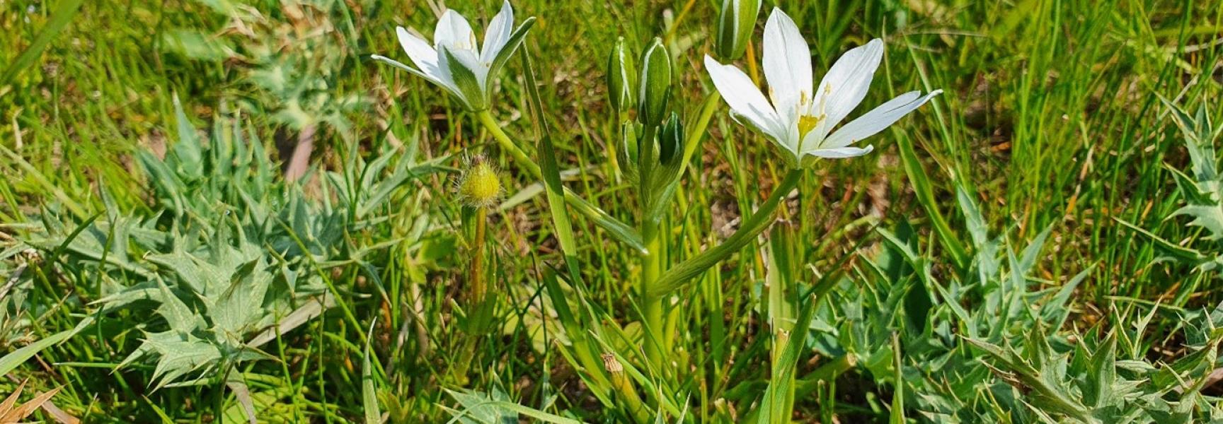 Gewone vogelmelk in de Ooijpolder. Mijn favoriete plantje tijdens de veldbezoeken.