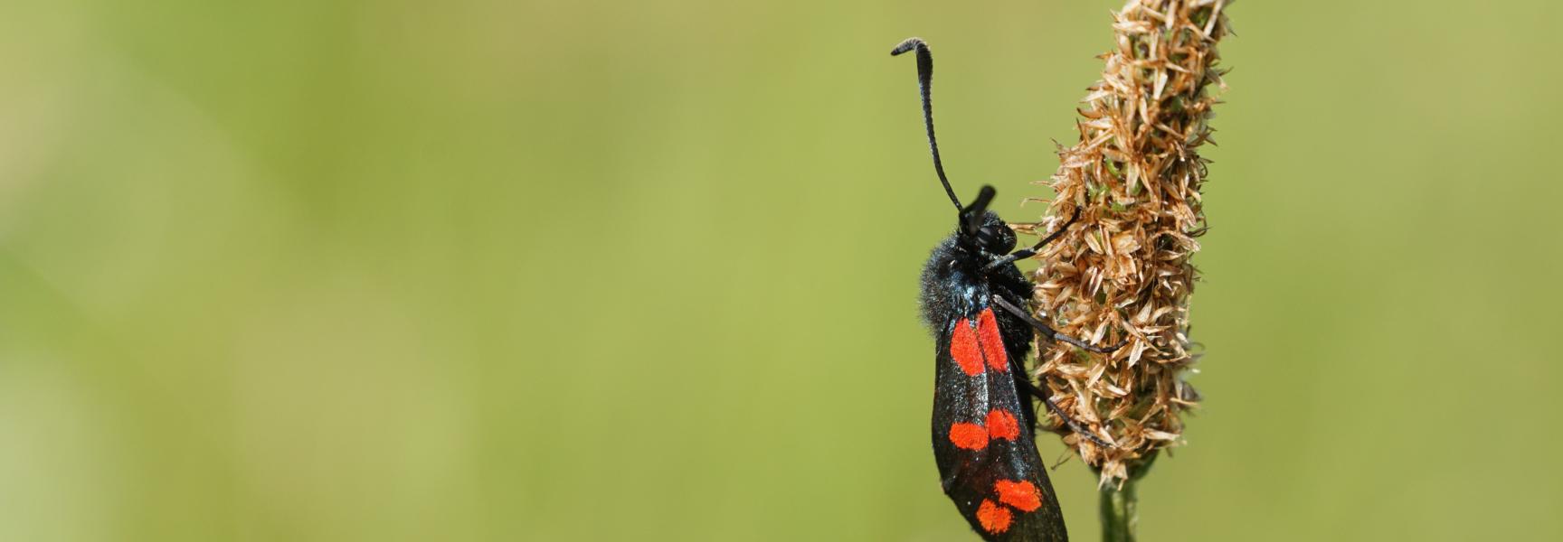 Sint Jansvlinder Groenlanden
