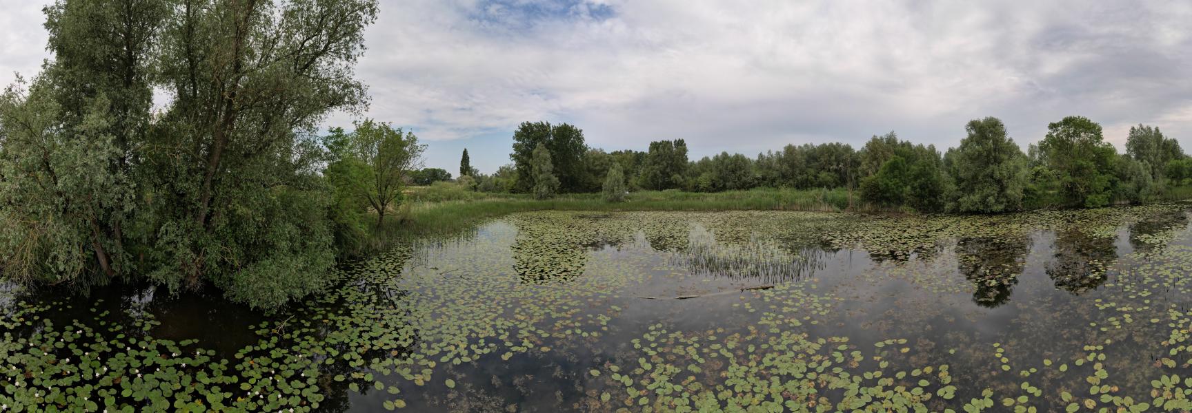 Riet- en kwelmoeras in de Ooijse Graaf. Foto: Lars Soerink / ARK