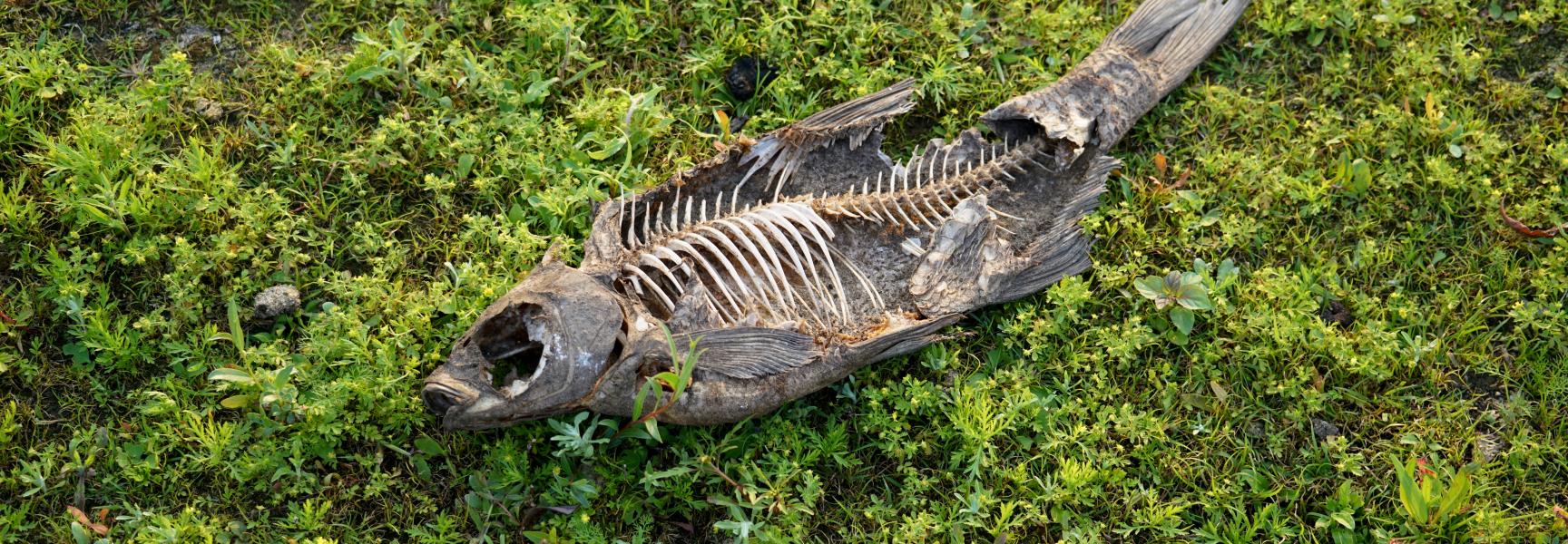 Dode vis tussen pionierplanten