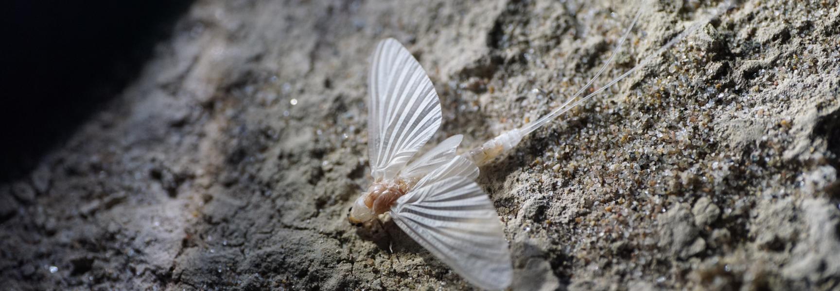 Schoraas - Zomersneeuw - Ephoron virgo 11 augustus 2015