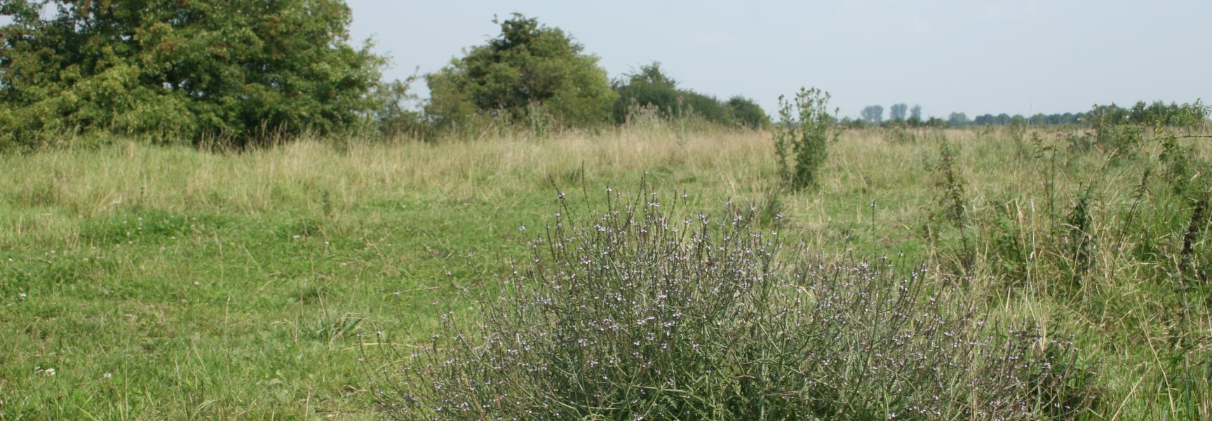 Ooijpolder bij Nijmegen