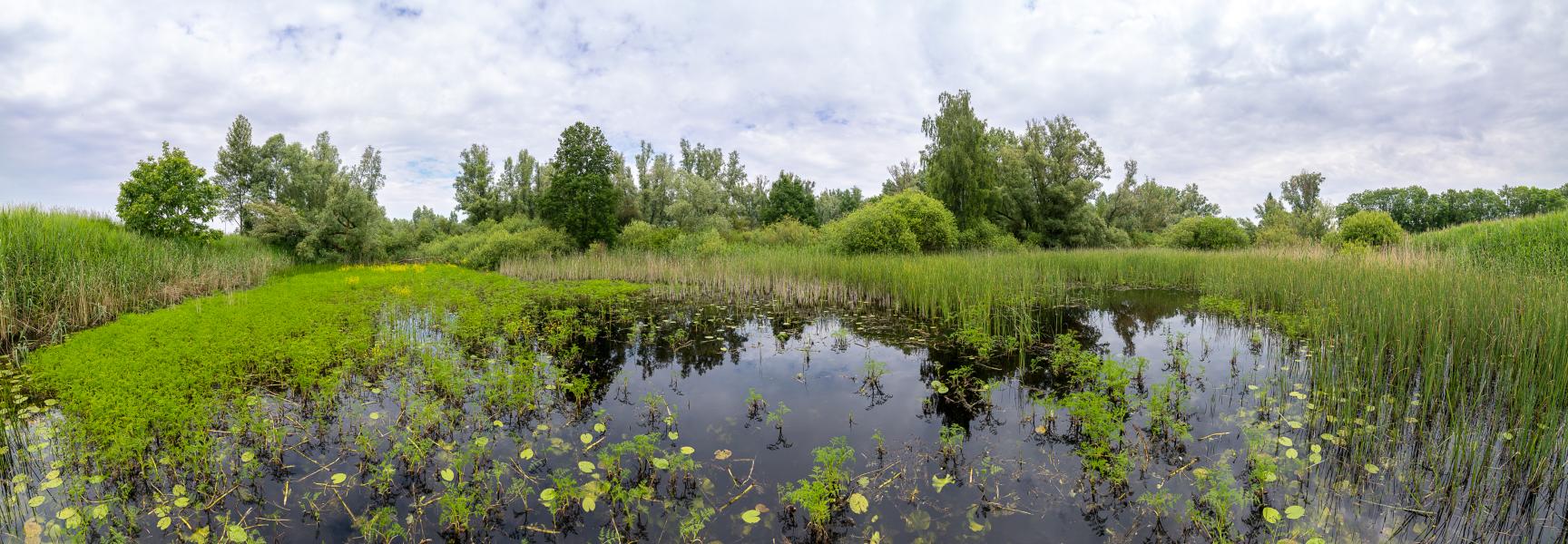Riet- en kwelmoeras in de Ooijse Graaf. Foto: Lars Soerink / ARK