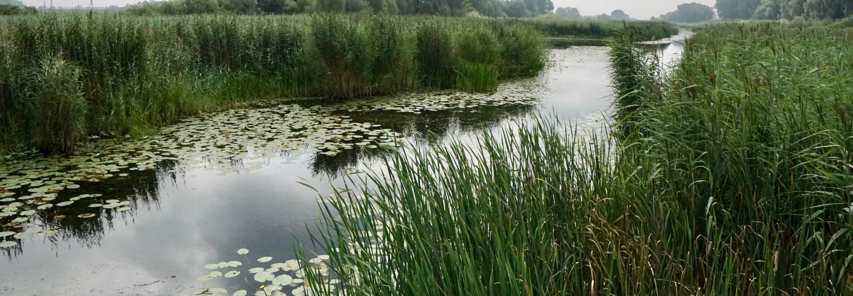 Rijnstrangen. Foto: Twan Teunissen