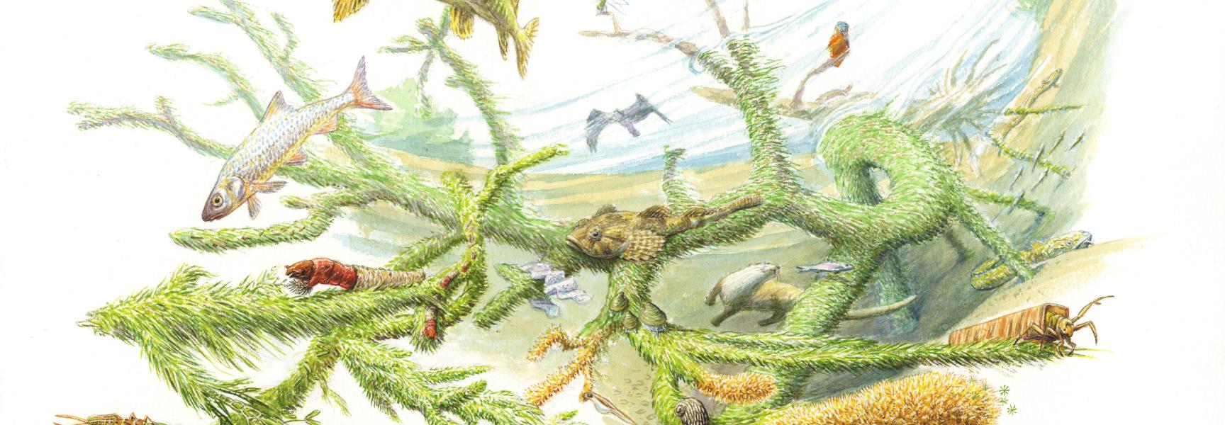 Sleutelrol van rivierhout