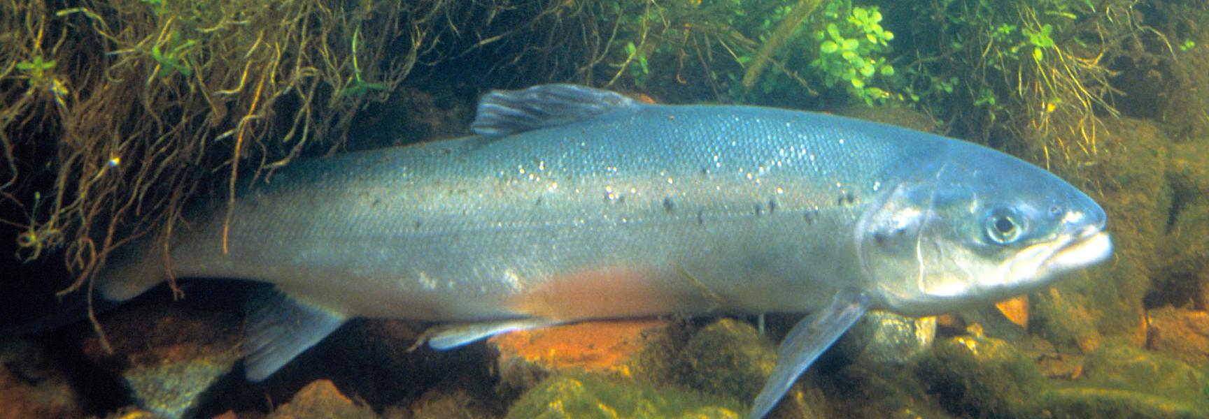Atlantische zalm, foto: William Hartley