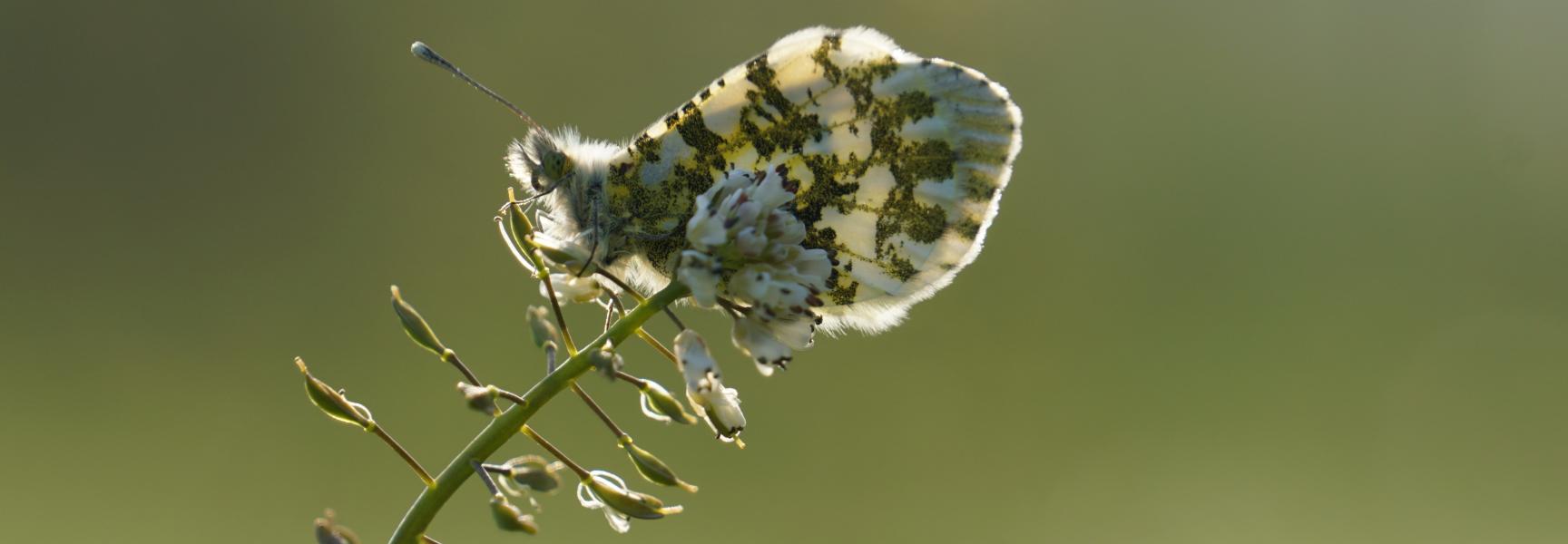 Oranjetipje op zinkboerenkers