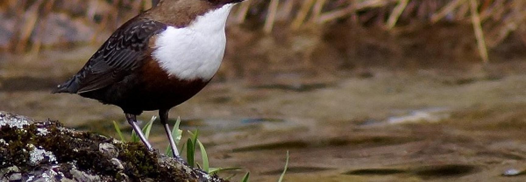 Waterspreek Foto Wikimedia Piotr Tadeusz