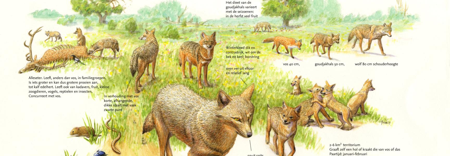 De goudjakhals: onverwachte nieuwkomer