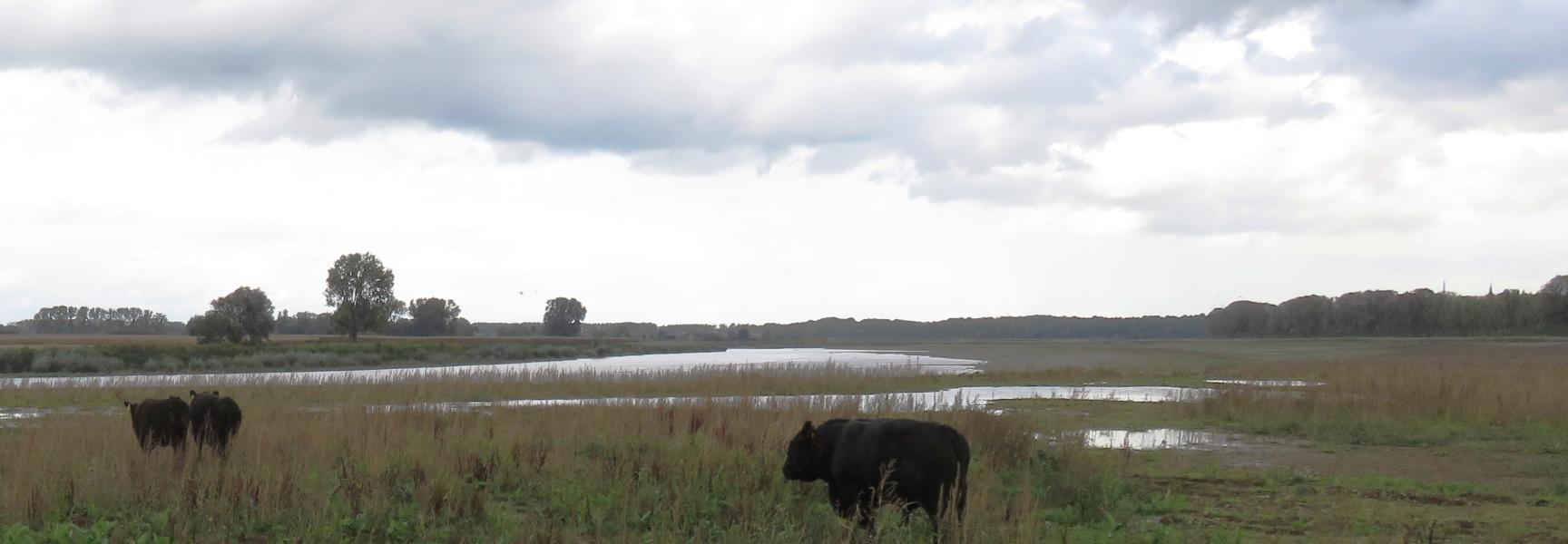 Galloway Geulle Grensmaas